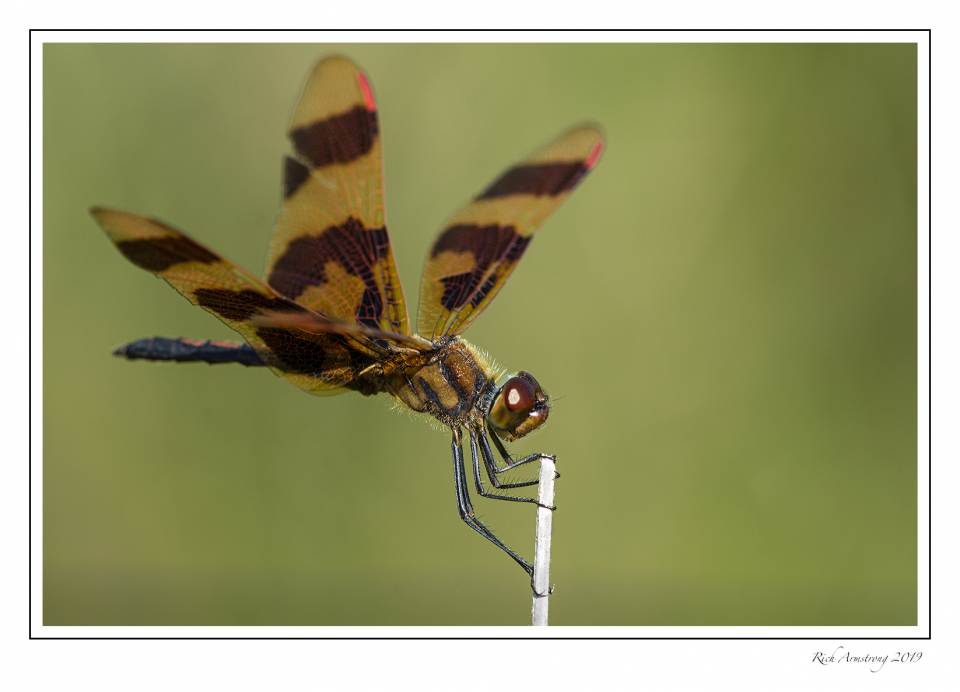 dragonfly 1d.jpg